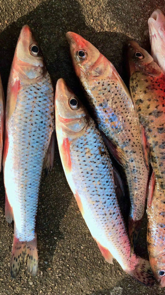 黄河沙狗鱼,泥沙里藏身,却浑身麻点,肉带清香,好几十一斤