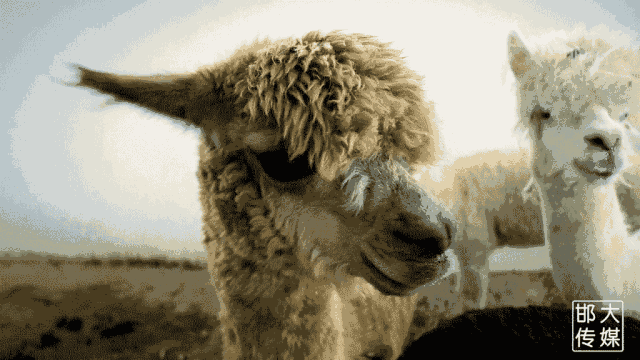 邯郸佛山野生动物园逆天了,提前探营带你先