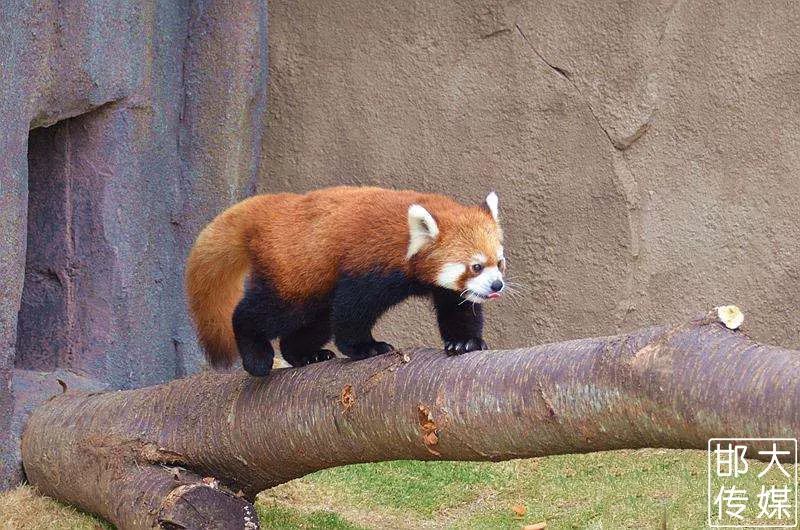 独家猛料!邯郸佛山野生动物园逆天了,提前探营带你先睹为快!