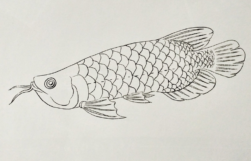 超详细绘制一条金龙鱼的画法与渲染详解
