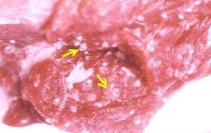 买的猪肉里有白色疙瘩?疑似米猪肉?教你如何辨别米猪肉!