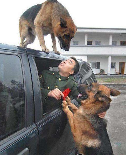 各国是如何处理退役军犬的?美国最残忍,中国做法让人备受感动