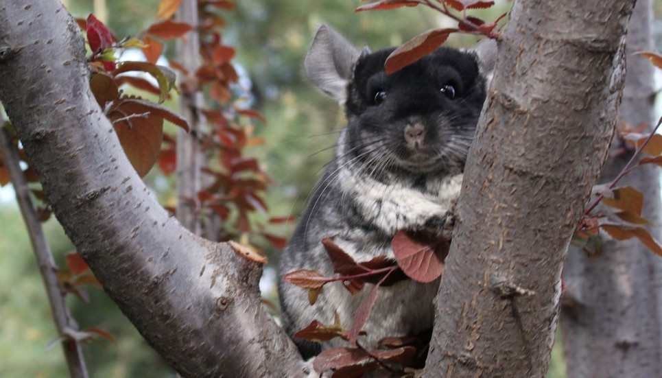 养一只龙猫是一种什么体验?千万别养!容易单