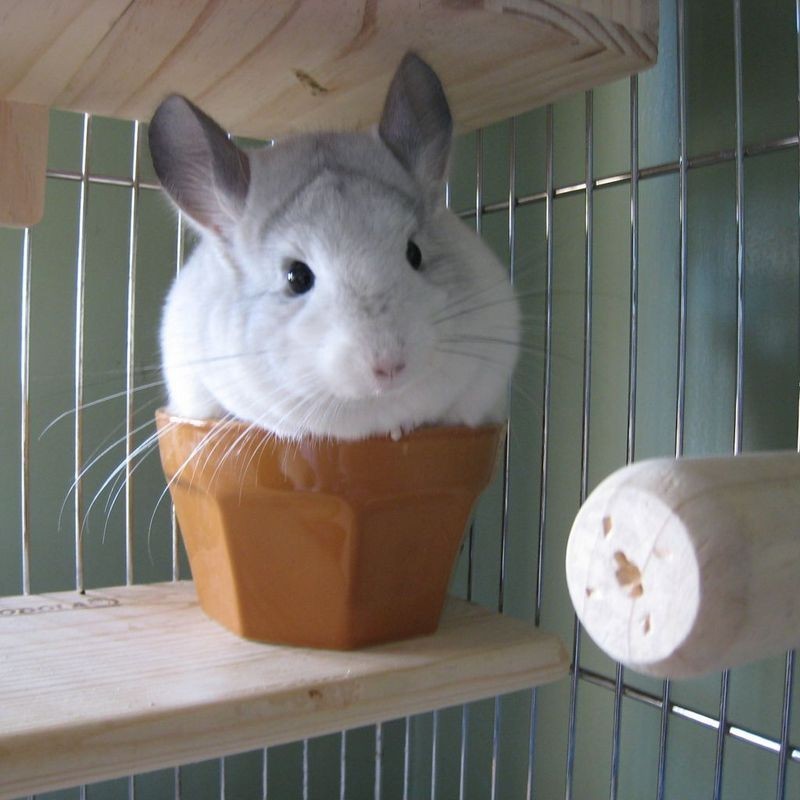 养一只龙猫是一种什么体验?千万别养!容易单