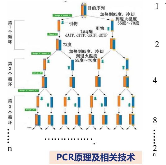 邹晓辉博士:流感病毒的分型及对临床诊疗