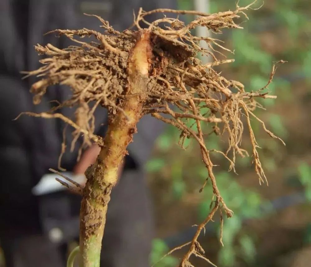 腐皮镰孢根腐病易在主根,较大侧根发生,病株的根茎部及根部皮层呈淡