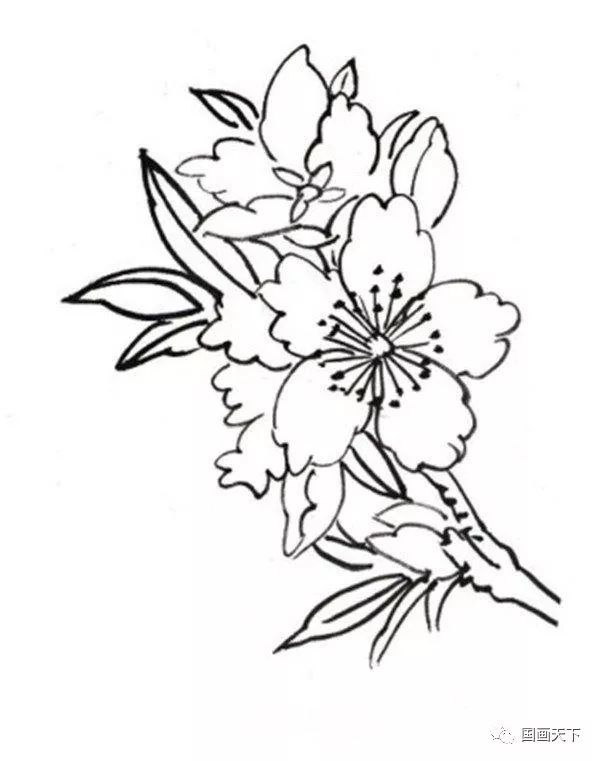 白描迎春花鸟图片欣赏