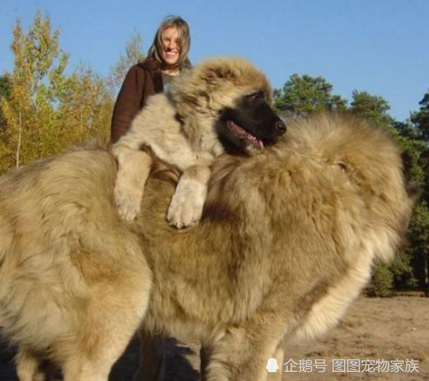 世界上最大的狗狗,打得过藏獒看得了家,是人类好帮手!