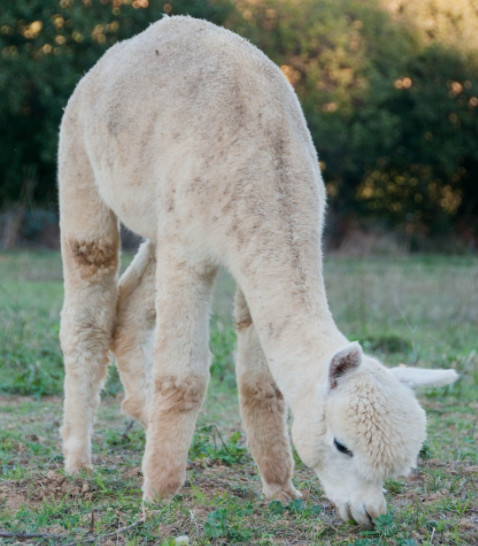 养一只草泥马羊驼是什么感觉?其实是一种很