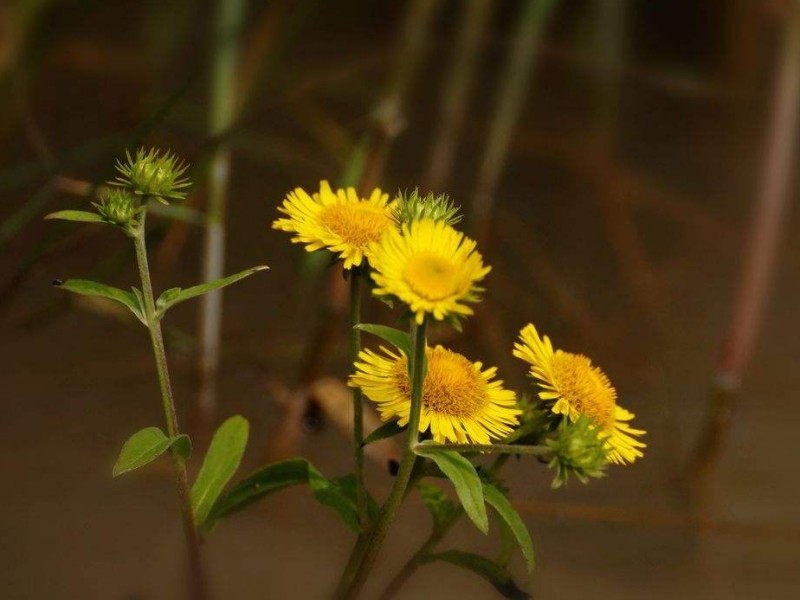 野菊花简谱_林志颖野菊花简谱