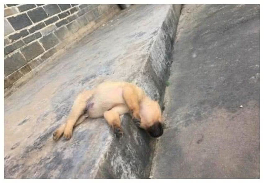 主人喝醉酒,晚上没给小土狗开门,第二天醒来主人伤心不已
