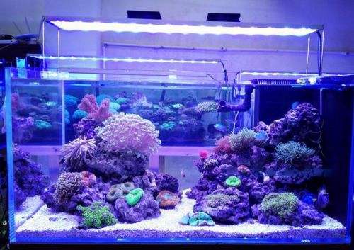 杀菌灯在鱼缸里有什么作用 杀菌灯在鱼缸里有什么作用