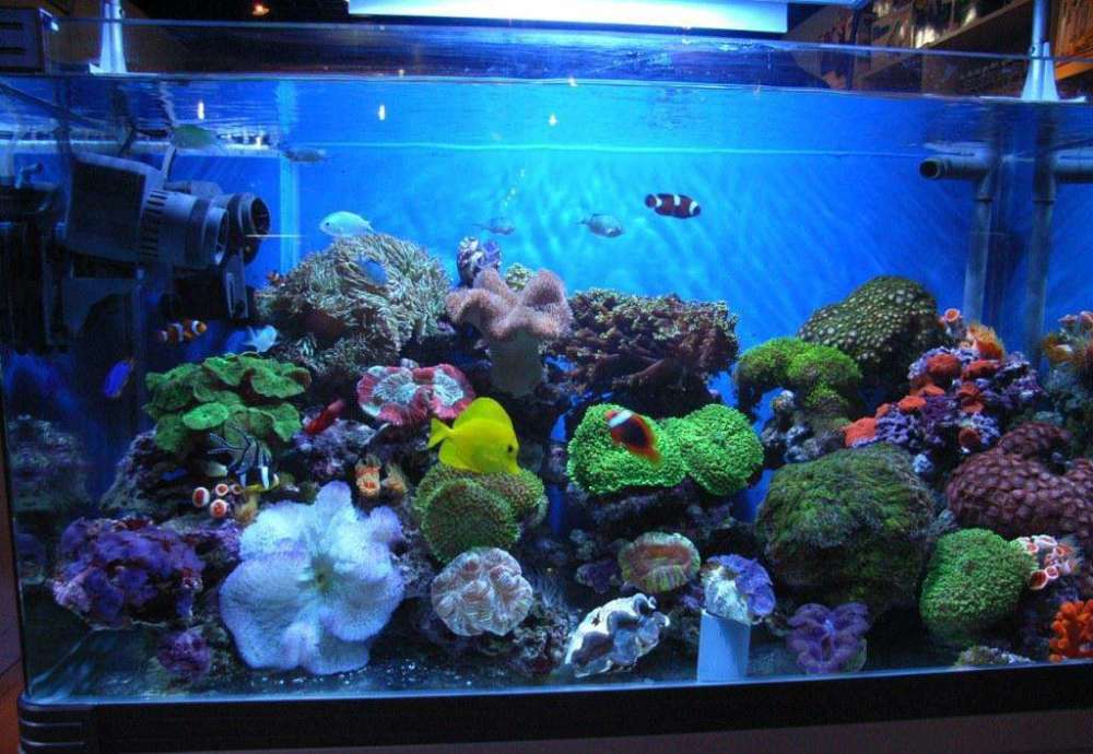 杀菌灯在鱼缸里有什么作用