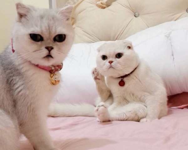 抖音最近很火的猫图,抖音很火的霸气猫图片 抖音最火"5个猫咪",刘二豆会说话,哔哩会跳舞,蜜桃会kkp