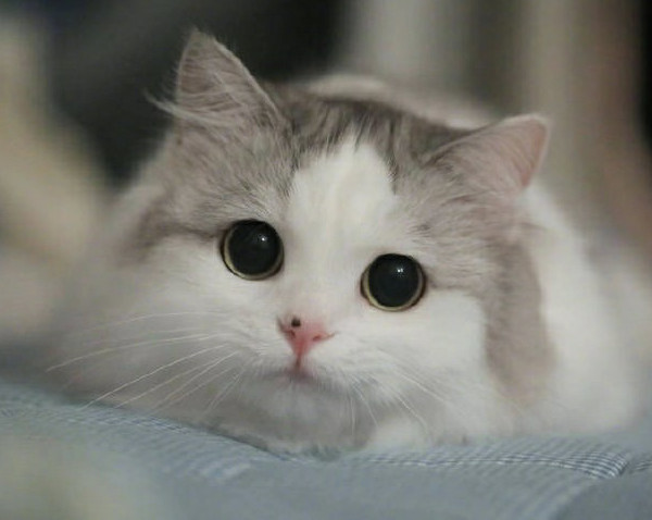 抖音最近很火的猫图,抖音很火的霸气猫图片 抖音最火"5个猫咪",刘二豆会说话,哔哩会跳舞,蜜桃会kkp