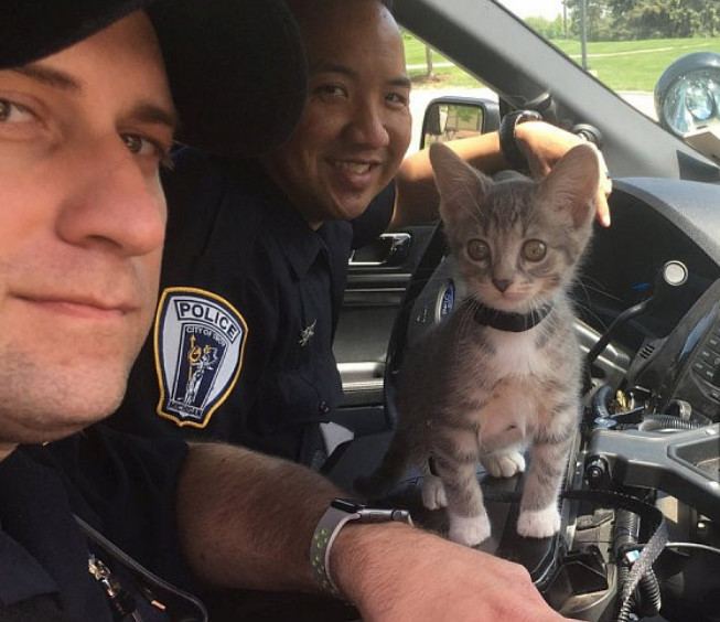 警察,猫咪,美国,警局,警犬