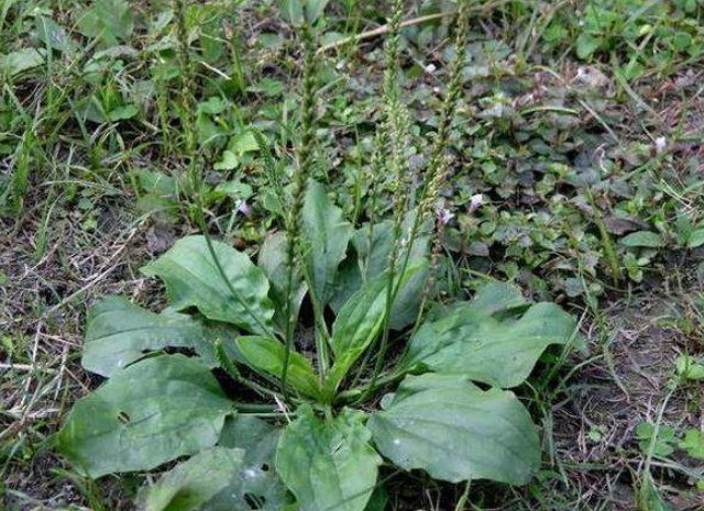 田里一种很常见的植物,被称为"猪耳朵",却很少人知道有妙用