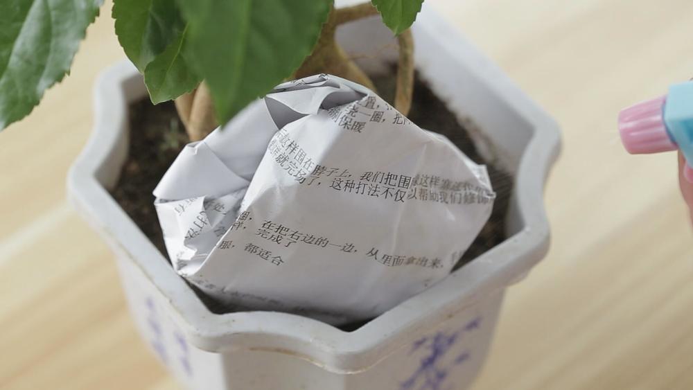 天冷生姜容易腐烂 学会这招 生姜不干瘪不腐烂 吃到明年不会坏 看点快报