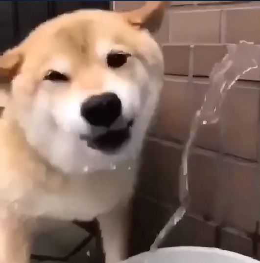柴犬感染力极强,一个笑容就让人沦陷,网友:糟糕,是心动的感觉