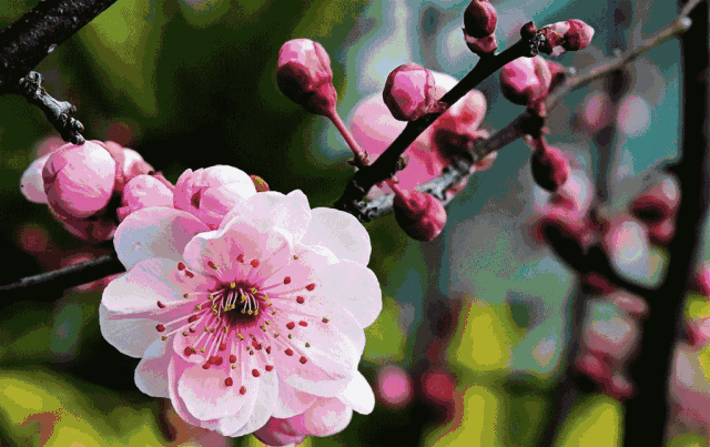 2019上海梅花节三八活动 姓名带“梅”字可免费游玩[墙根网]