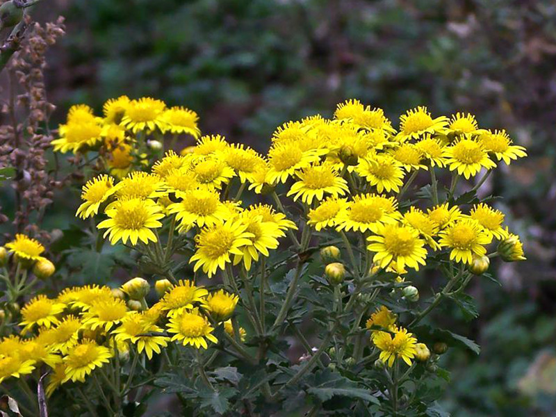 这种植物野草,干花一斤20元,酷似野菊花,人称"金佛草"