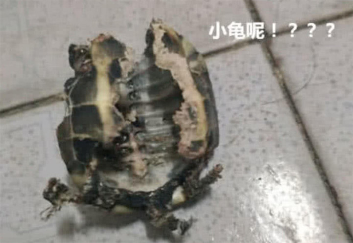 有一天路过一个公园看到老大爷卖的小乌龟有忍不住的买了一只回去