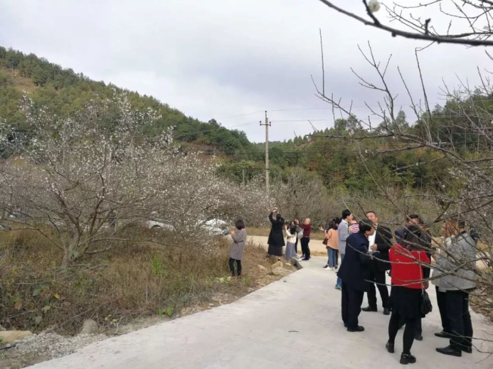 普宁后溪乡梅花已经开了!你还不来吗?