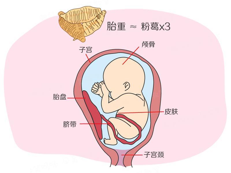 4)有些男宝的 睾丸已经从腹腔降入了阴囊,女孩的大 阴唇已明显隆起