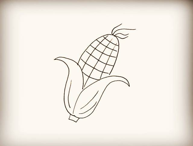 第四步 在果实的顶端用线条画出它的玉米须.