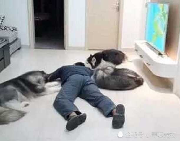 测试自己晕倒后,狗狗的表现,没想到最后,真是不按套路