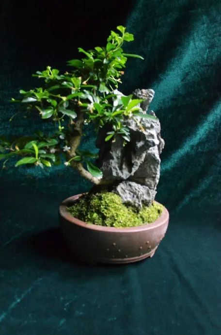 福建茶盆景的精品鉴赏与制作养护