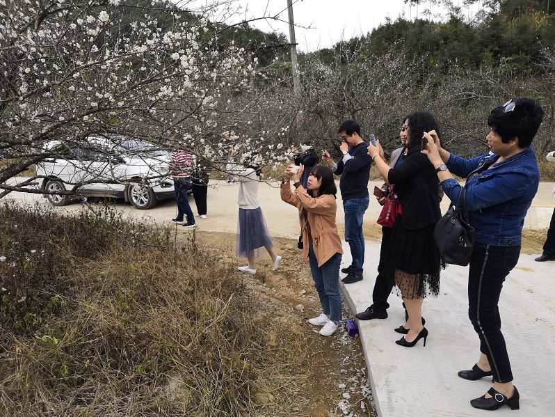 普宁后溪乡梅花已经开了!你还不来吗?