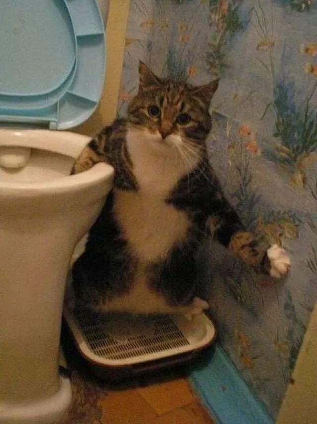 猫咪爱乱撒尿,猫尿味道重又难清理,这两个问题怎么解决?