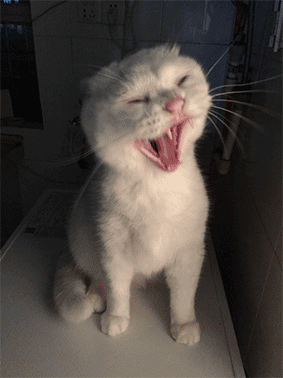 好哒好哒,今天小编就给大家更新一下猫咪表情包动图 萌宠萌出新高度