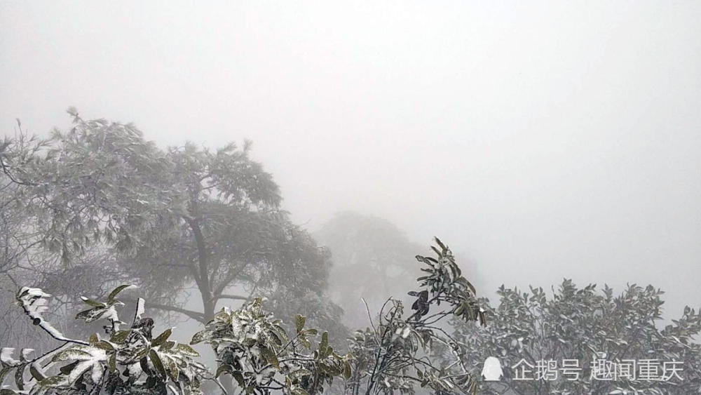 站在山顶,望远看去白茫茫一片,迷雾中的雪景如童话故事里美景一般