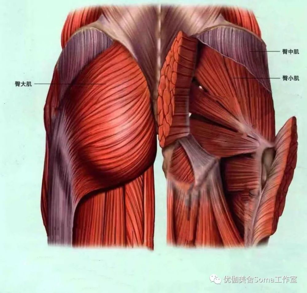 为什么你的腿越练越粗!