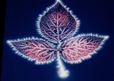 卡尔良相机对人体能量场变化的科学揭示!