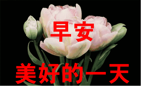 早安问候语录大全2019 最美早安动态图片表情