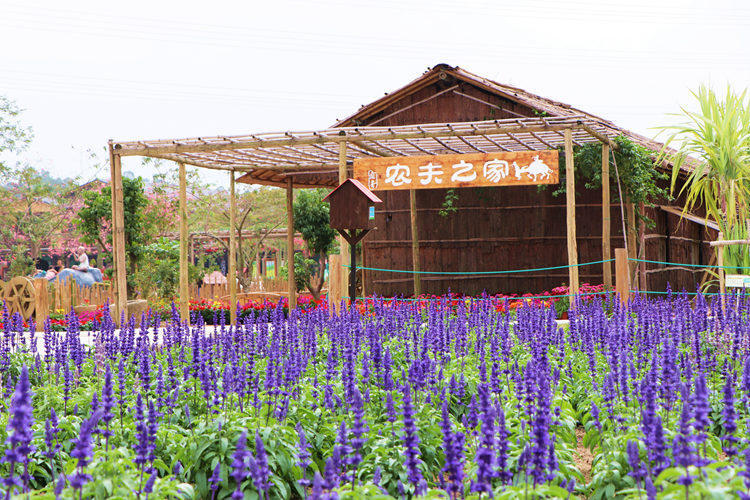 佛山盈香生态园 进入薰衣草模式