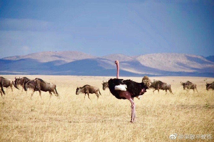 马琳恩师享受退休生活 非洲大草原旅游摄影堪