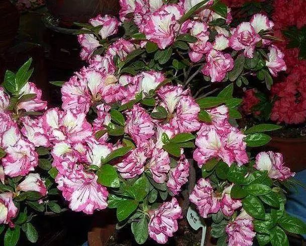 杜鹃花酸 腾讯网