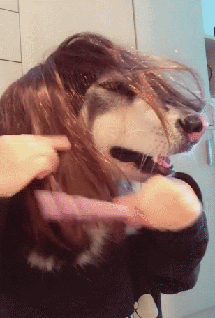 壁纸 动物 狗 狗狗 308_456 竖版 竖屏 手机 gif 动态图 动图