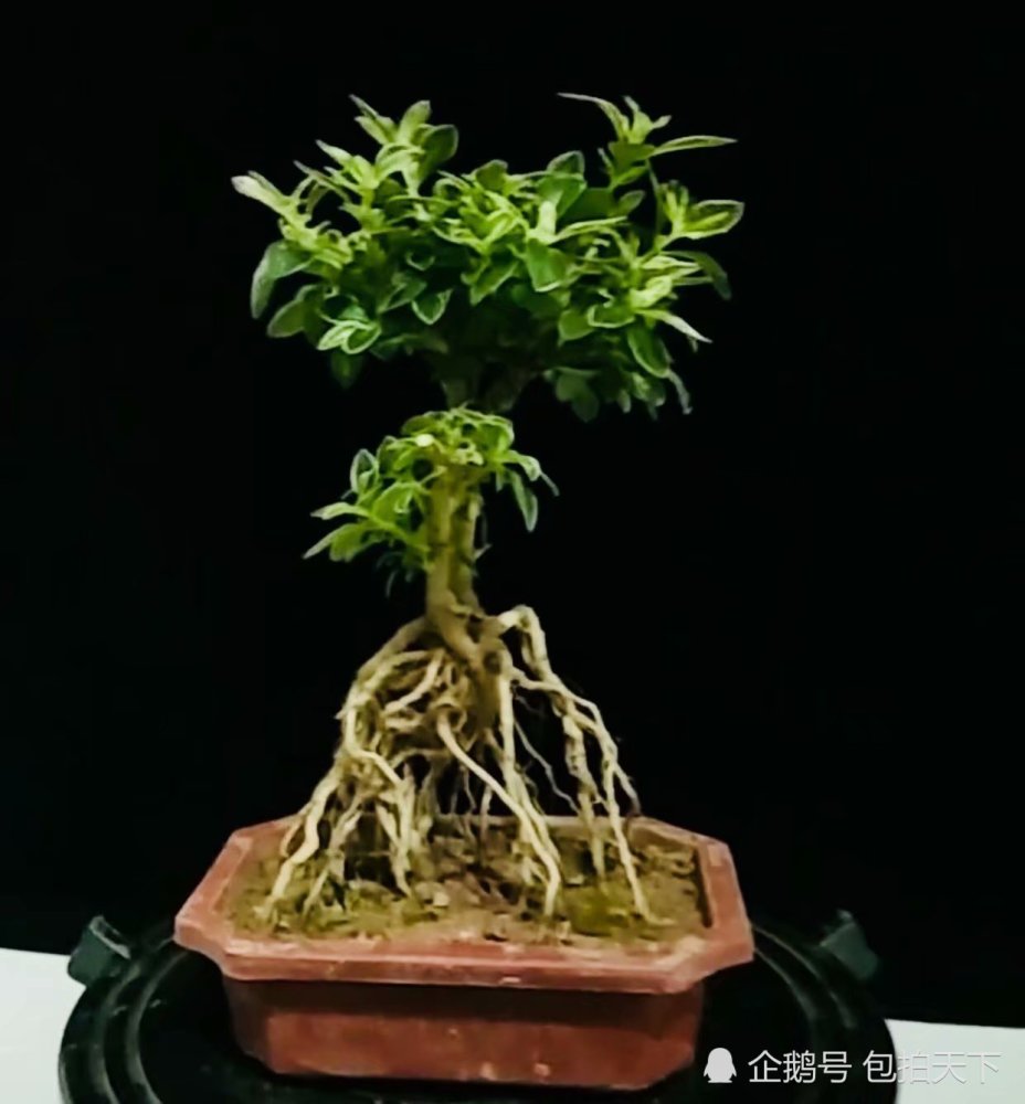 盆景欣赏:根茎造型怪异的树桩盆景 生命力顽强 越看越
