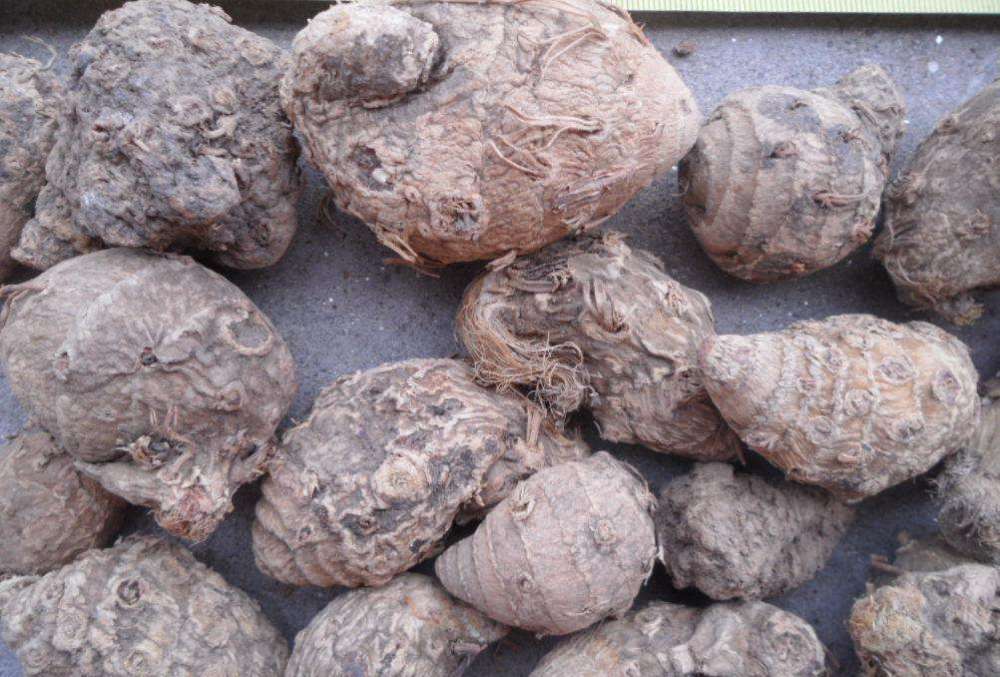 有着"黑心姜"之称的莪术,具止痛的作用,它的种植技术值得了解