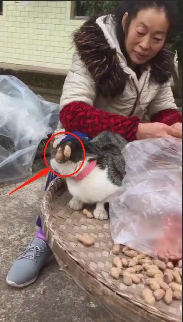 阿姨在家剥花生 顺便给猫咪做个了新造型 网友 我也玩过 看点快报