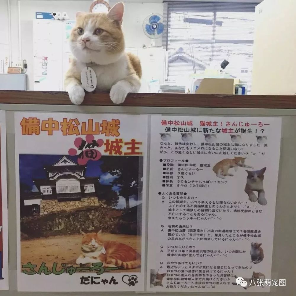 橘猫不幸和主人走散 沦落此地开启新喵生 还被受封 猫城主 看点快报