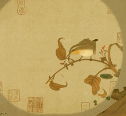 会动的花鸟画,美极啦!