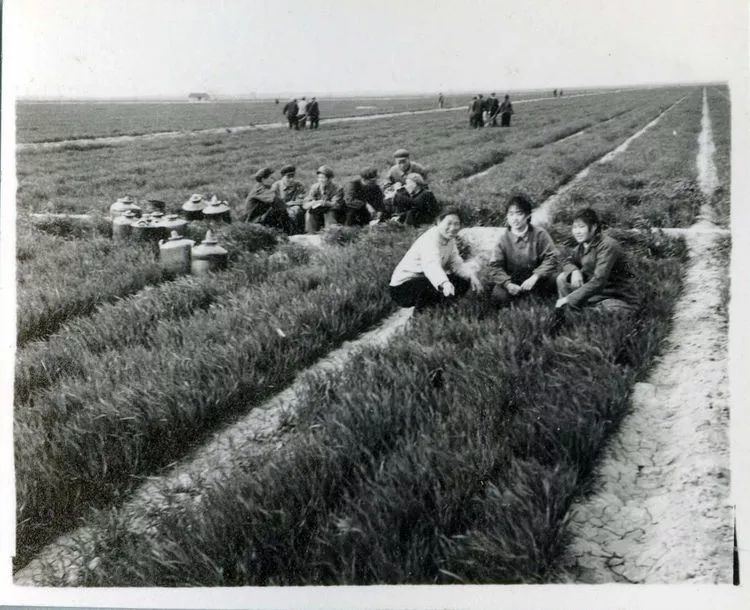 1972年4月,化肥厂干部职工深入到农村生产队,在田间地头了解对氨水