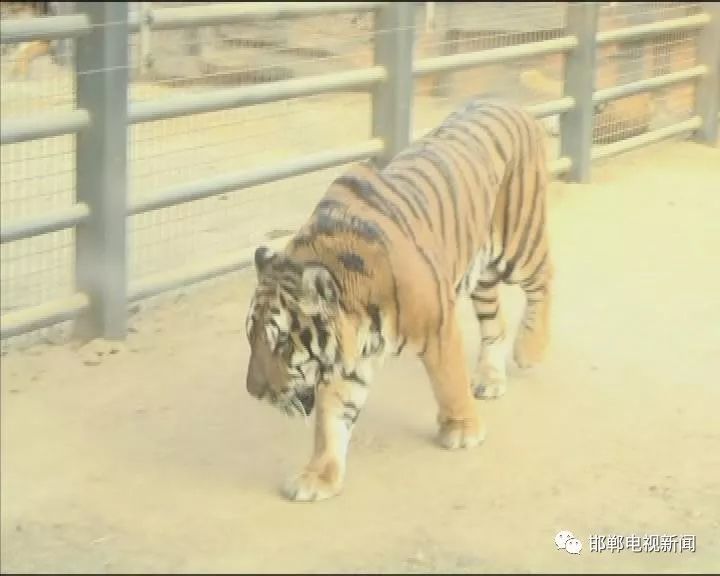 邯郸野生动物园新年开园试营业 众多稀有珍贵野生动物