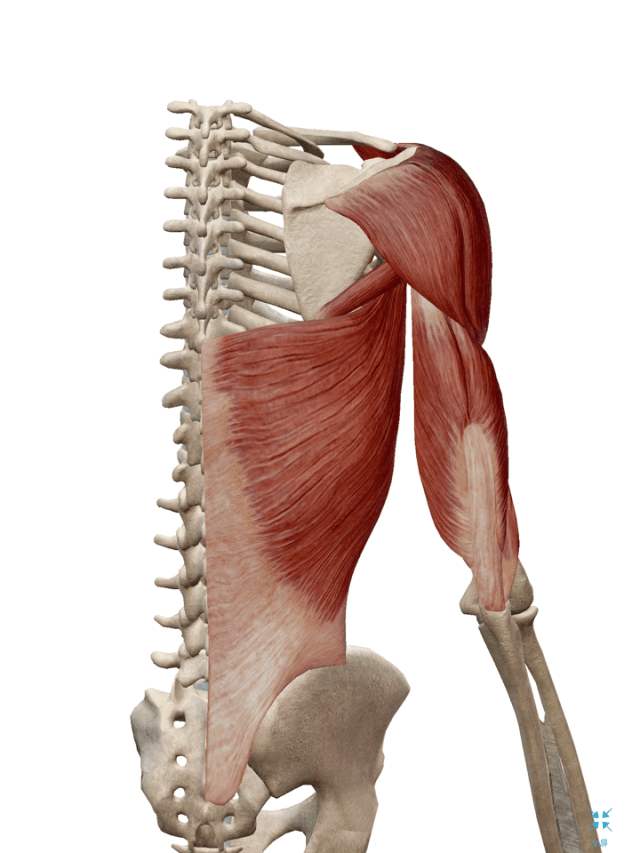 背阔肌综合征的发生机制与诊疗